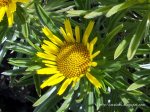flor.jpg