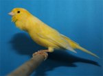 canario-roller-cantando.jpg