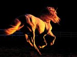 Caballos-Galopando[1].jpg