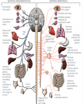 20070417klpcnavid_138.Ees.SCO.png