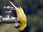 canario[1].jpg