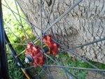 DSC08638.JPG