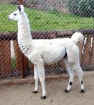 llama1.jpg