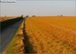 jg01-field[1].jpg
