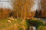 jg01-sheep[1].jpg