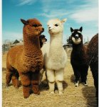 alpacas.jpg