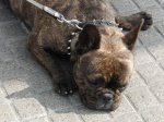 Bulldog Frances  (2).jpg