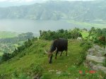 Bufalo en Pokhana, Nepal.JPG