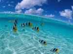 peces_tropicales[1].jpg