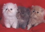 gatos-persas.jpg