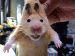 chomik_5i98y3r3.gif