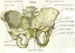 pelvis.gif
