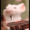 brushteeth1xi0.gif