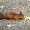 squirel_a7rvy1pa.gif