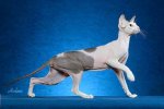 peterbald-center.jpg