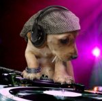 discoteca-para-perros-400[1].jpg