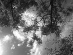 IMG00081-20090412-1656.jpg