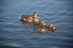 Familia_pato.jpg