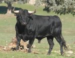 toro_bravo.JPG