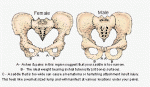 Saddle Selection Pelvis Views.gif