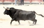 Copia_de_toro_de_El_Pera.jpg