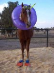 caballo-flotador[1].jpg
