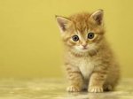 20071025122840-gatito.jpg
