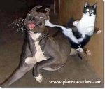 gato-golpeando-perro1.jpg