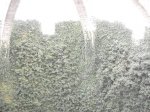 DSCF2387.JPG