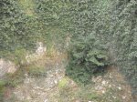 DSCF2388.JPG