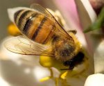 abeja2011[1].jpg