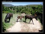 caballos.jpg