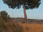 P4290745 1.jpg
