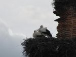 CigÃ¼eÃ±a cerca de LeÃ³n.jpg