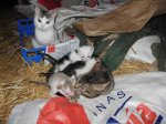 Camada gatos 1 mes (19).jpg