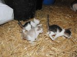 Camada gatos 1 mes (31).jpg