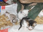 Camada gatos 1 mes (34).jpg