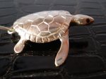 tortuga.jpg