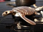 tortuga3.jpg