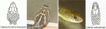 cabezavibora.gif