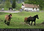 giro09st06-horses[1].jpg