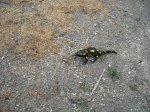 DSCN0613.jpg