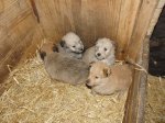 Cachorros_un_mes_(11).JPG