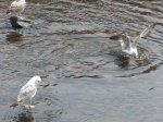 Gaviotas en Luarca.jpg