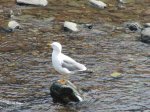 Gaviotas en Luarca (2).jpg