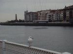 gaviota cerca del puente [1024x768].JPG