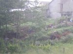 IMGP0001 (Medium).JPG