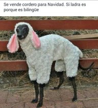 ONGIETORRI