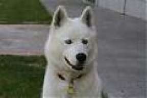 Piolet