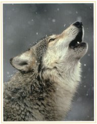 WOLF79